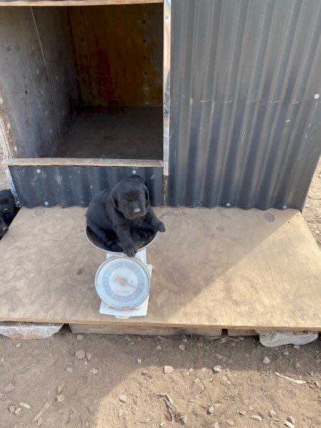 Purebred Labrador Puppies