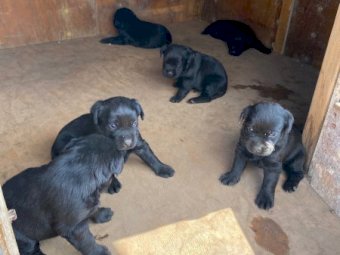 Purebred Labrador Puppies