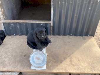Purebred Labrador Puppies