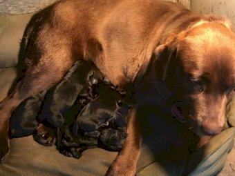Purebred Labrador Puppies