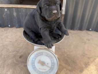 Purebred Labrador Puppies