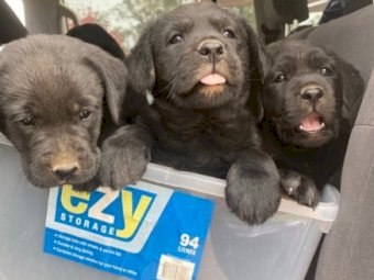 Purebred Labrador Puppies