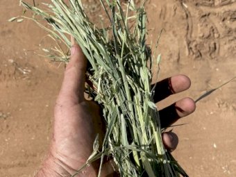 Good Quality Oaten Hay