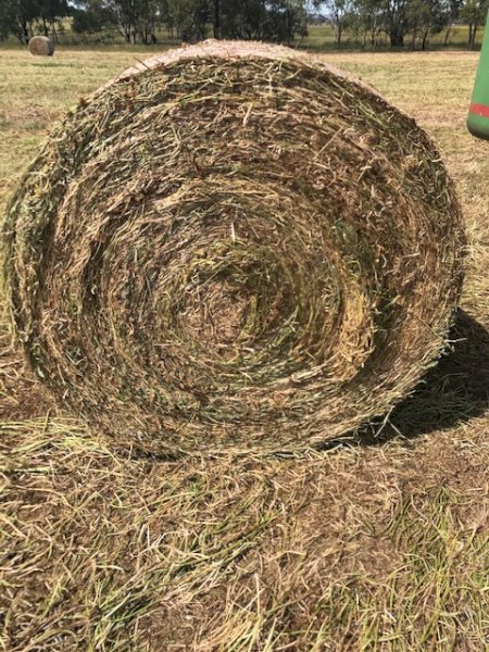 120 x Balansa Clover Hay Rolls