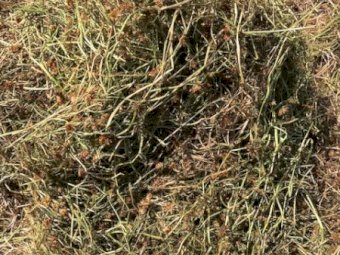 120 x Balansa Clover Hay Rolls