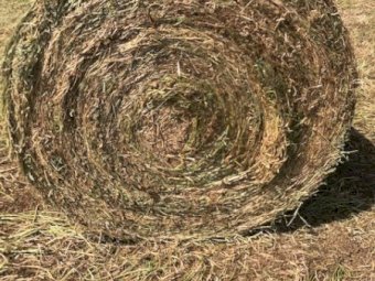 120 x Balansa Clover Hay Rolls