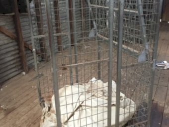 Under Auction - (A133) - Wool Pack Stand B 