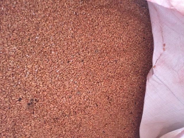 Under Auction - (A133) - Naparoo Seed Wheat 