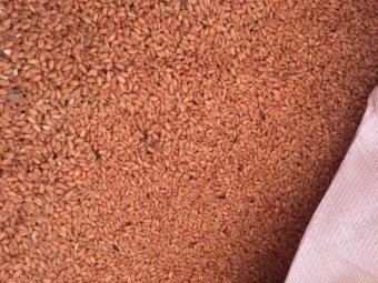 Under Auction - (A133) - Naparoo Seed Wheat 