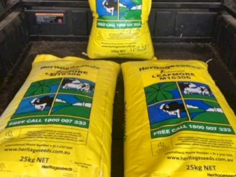 Under Auction - (A133) - Leafmore Brassica Seed 