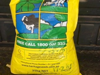 Under Auction - (A133) - Leafmore Brassica Seed 