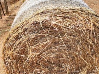 60mt Rye Grass Hay (5x4 Rolls)
