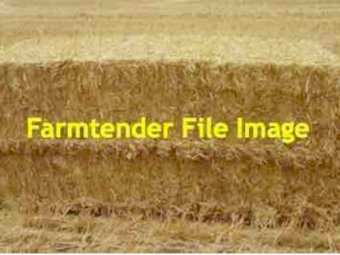 Barley Straw 8x4x3 Bales (Shedded)