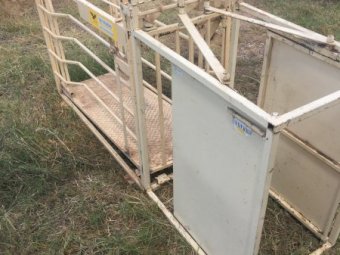 (A133) - Thunderbird Sheep Weigh Crate and Draft