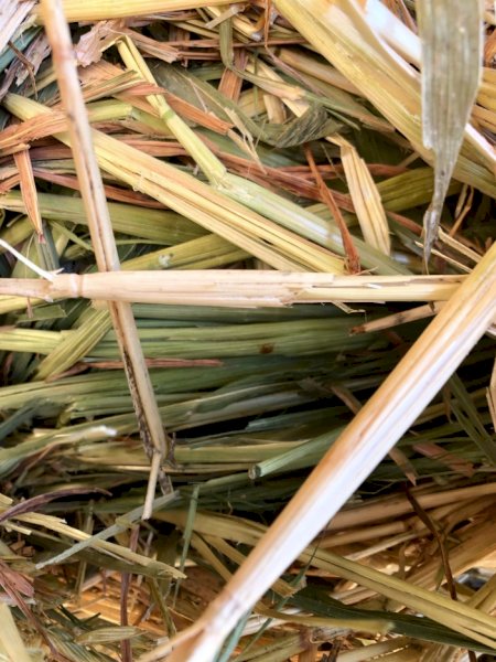 500mt Oaten Hay 8x4x3 & 8x4x4 Bales (New Season)