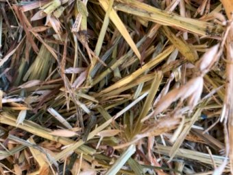 500mt Oaten Hay 8x4x3 & 8x4x4 Bales (New Season)