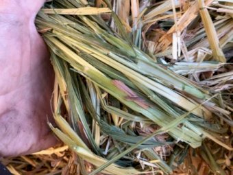 500mt Oaten Hay 8x4x3 & 8x4x4 Bales (New Season)