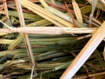 500mt Oaten Hay 8x4x3 & 8x4x4 Bales (New Season)