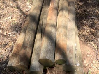 Under Auction - (A133) - Treated Pine Posts 01 -150mm 