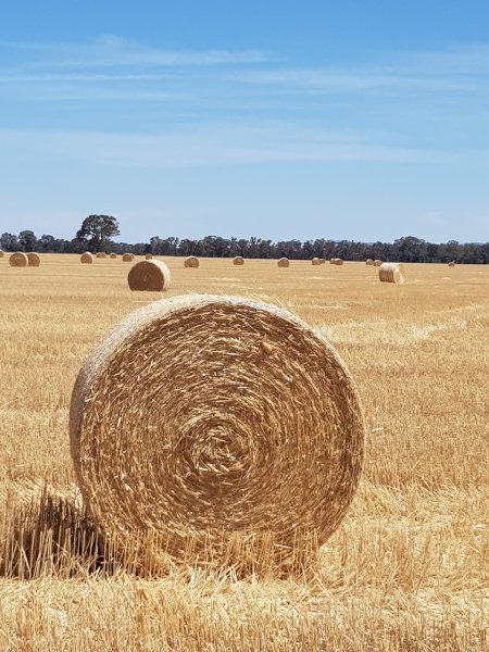 Triticale Straw 5x4 Rolls
