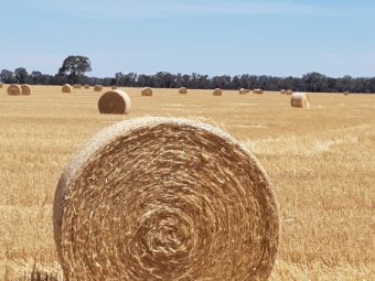 Triticale Straw 5x4 Rolls