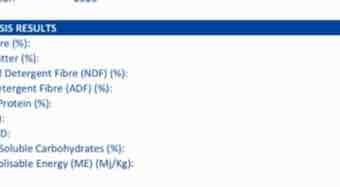 500mt Top Quality New Season Vetch Hay