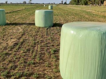 44 x Lucerne Silage Bales