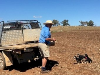 Purebred Kelpie Pups
