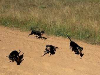 Purebred Kelpie Pups
