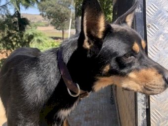Purebred Kelpie Pups
