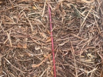 38mt Vetch Hay 550 Kg 8x4x3 bales