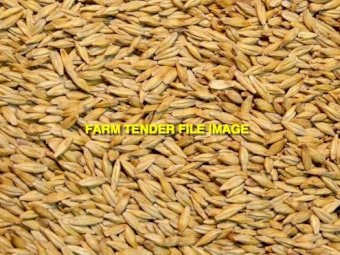 WANTED Barley Seed - bagged or bulka bag
