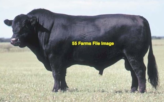 WANTED Bull Service (Suitable for Heifers)