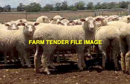 50 x Scanned in Lamb Merino Ewe Hoggets