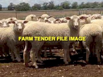 50 x Scanned in Lamb Merino Ewe Hoggets