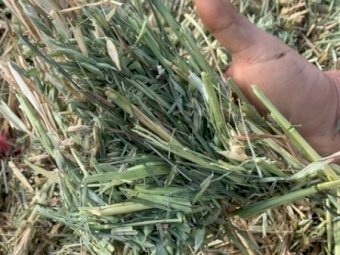 Oaten Hay Shedded