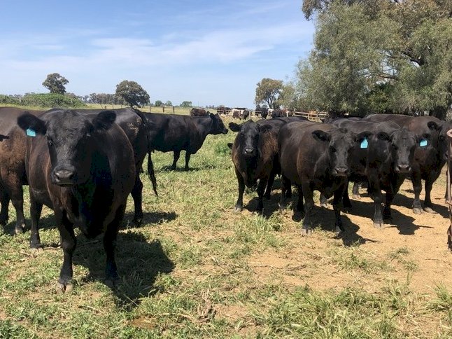 Angus and Angus X Cows PTIC to a Limousin bull | Farm Tender