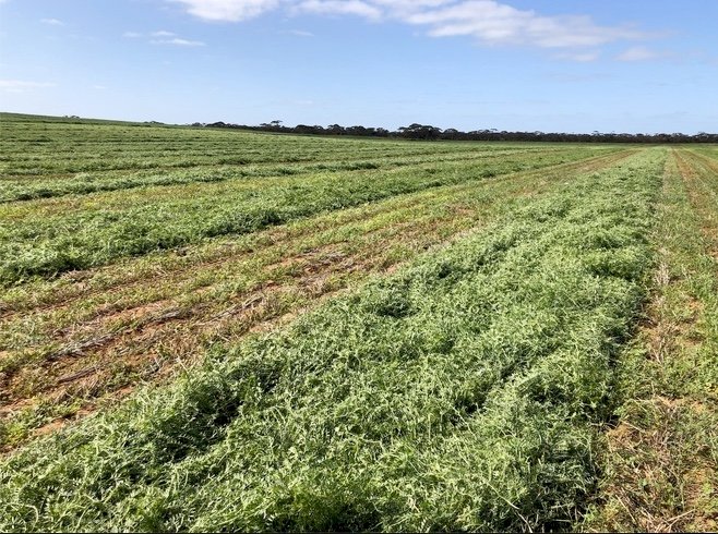 500mt Top Quality New Season Vetch Hay