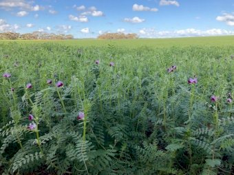 500mt Top Quality New Season Vetch Hay