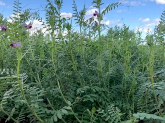 500mt Top Quality New Season Vetch Hay