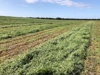 500mt Top Quality New Season Vetch Hay