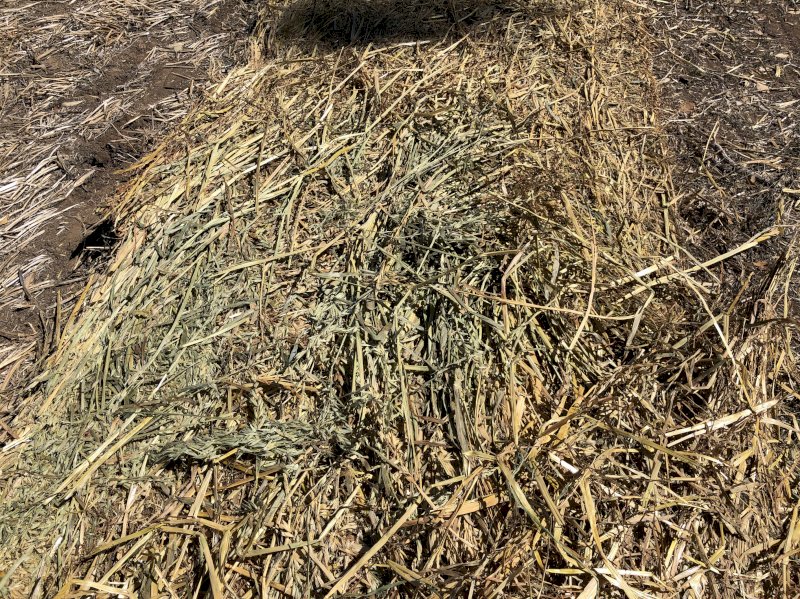 50 x Oaten Hay Rounds