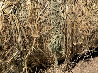 50 x Oaten Hay Rounds