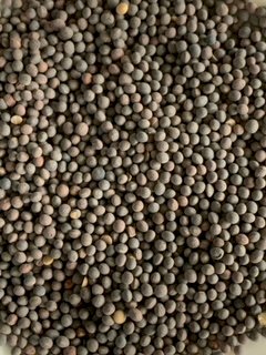 60mt Vetch Modern Variety