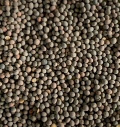 60mt Vetch Modern Variety