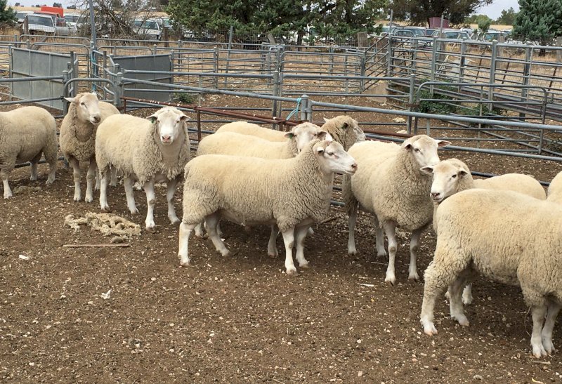12 Poll Dorset Rams