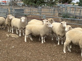 12 Poll Dorset Rams