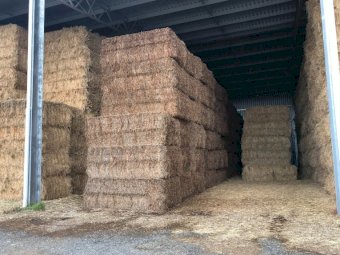 200mt Vetch Hay 620-650kg + 8x4x3 Bales (New Season)