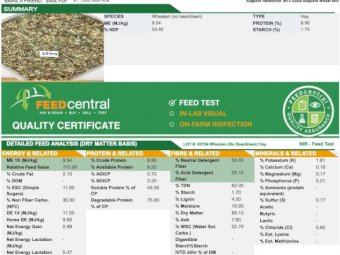 Wheaten Hay 550kg 8x4x3 Bales