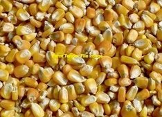 EOI 1000mt Feed Corn